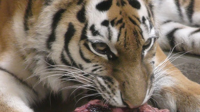 🦒 구시로시 동물원 이미지 10